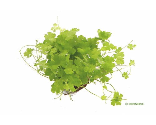 Dennerle penningblad akvarieväxt