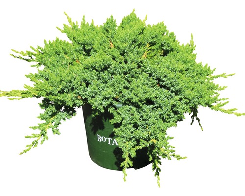 Enbär i kruka