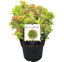 Japansk buskrosling FLORASELF Pieris japonica Carnaval 40-50cm co 6L