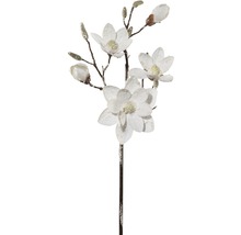 Dekorativ magnoliagren med blommor och knoppar