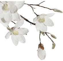 Dekorativ magnolia gren med vita blommor och knoppar