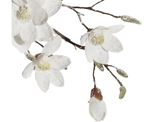 Dekorativ magnolia gren med vita blommor och knoppar