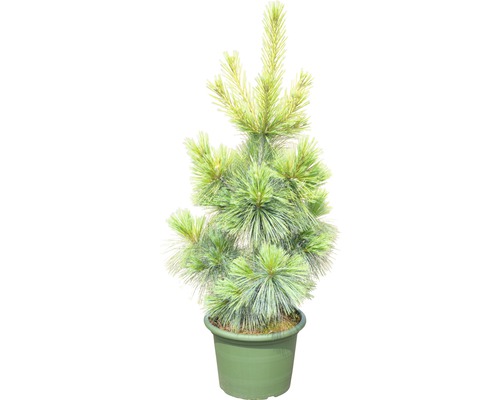 Japansk flickfuru i kruka