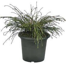 Grön dvärg cypress i en kruka