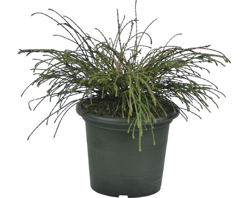 Grön dvärg cypress i en kruka