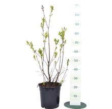 Ung syrenplanta i kruka med storleksangivelse