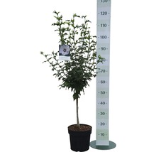 Hibiskus i kruka med höjdmätare.