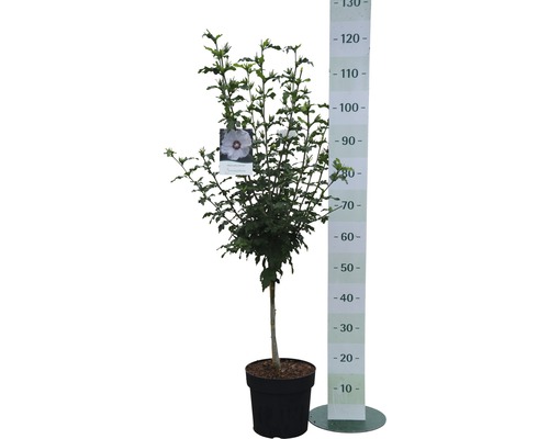 Hibiskus i kruka med höjdmätare.