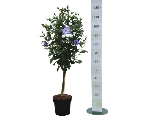 Hibiskusbuske i kruka med mätskala för storleksangivelse.