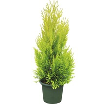 Thuja i kruka
