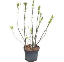 Syren FLORASELF Syringa vulgaris 'Beauty of Moscow' 60-80cm Co 10L