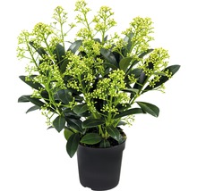 Skimmia i kruka med knoppar