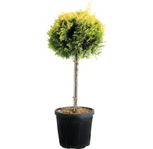 Klotformad tuja i kruka