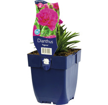 Fjädernejlika FLORASELF Dianthus-sorten 'Faganza' 5-20cm co 0,5L