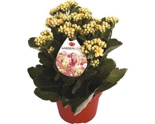 Våreld FLORASELF Kalanchoe blossfeldiana Gardenlina™ gul Ø12cm