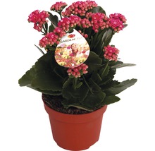 Kalanchoe växt i kruka