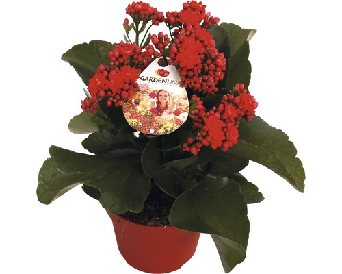 Våreld FLORASELF Kalanchoe blossfeldiana Gardenlina™ röd Ø12cm