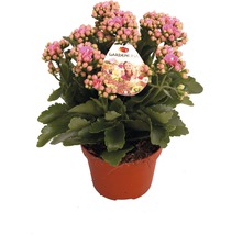 Kalanchoe i en kruka med en Gartenlina etikett