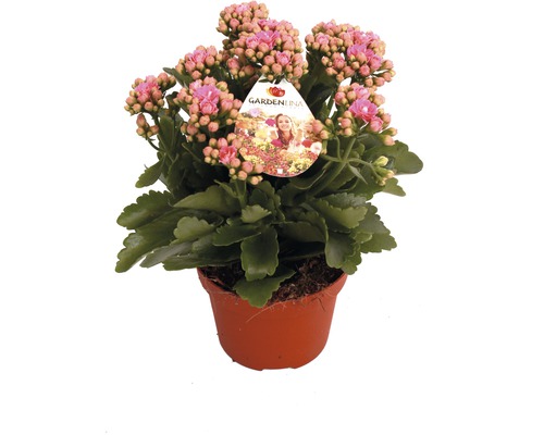 Våreld FLORASELF Kalanchoe blossfeldiana Gardenlina™ rosa Ø12cm
