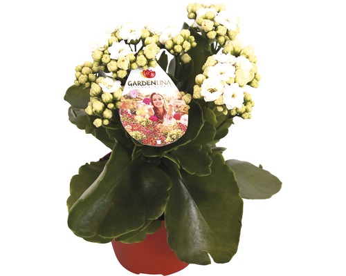 Våreld FLORASELF Kalanchoe blossfeldiana Gardenlina™ vit Ø12cm