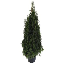 Thuja i kruka