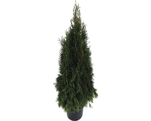 Thuja i kruka