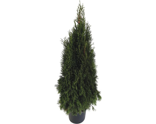 Thuja odlad i kruka