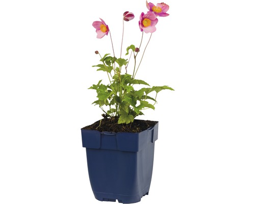 Japansk anemone i kruka