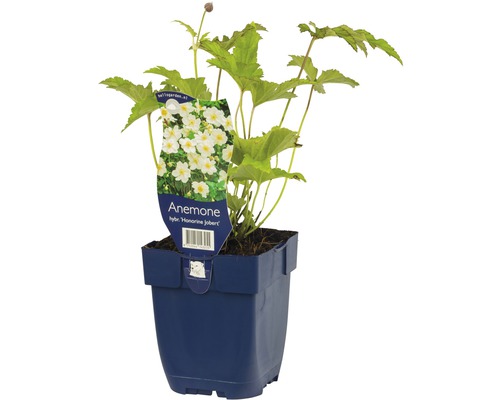 Höstvädd ''Honorine Jobert'' i kruka