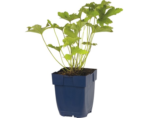 Skumblomman i en planteringslåda