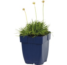 Trift Armeria maritima Alba 5-15cm co 0,5L