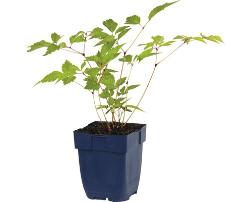 Lönnspirea i kruka