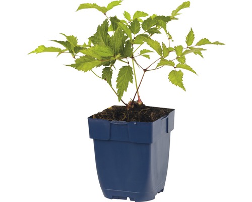 Ung planta i kruka