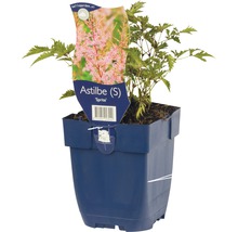 Silverastilbe FLORASELF Astilbe japonica 'Sprite' 5-20cm Co 0,5L