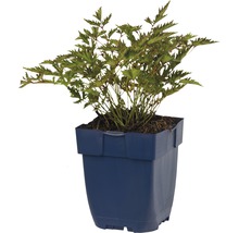 Silverastilbe FLORASELF Astilbe japonica 'Sprite' 5-20cm Co 0,5L