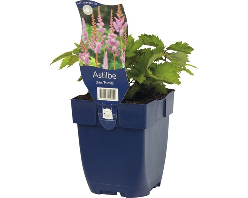 Astilbe chinensis Pumila i en kruka.