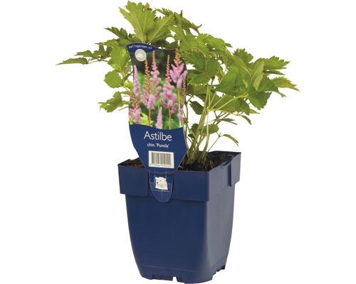 Astilbe chinensis Pumila i en blomkruka