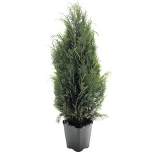Thuja i kruka
