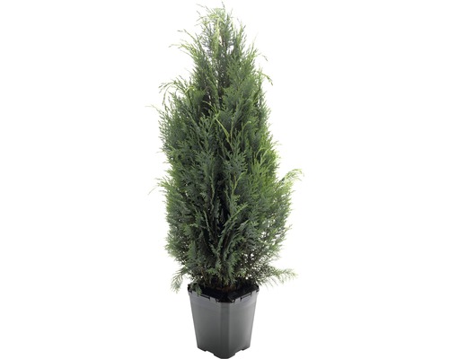 Thuja i kruka