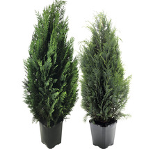 Två krukväxter i kruka