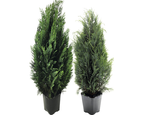 Två krukväxter i kruka