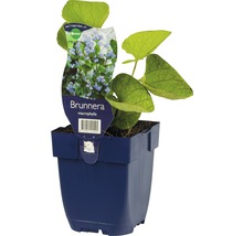 Kaukasisk förgätmigej FLORASELF Brunnera macrophylla 5-15cm co 0,5L