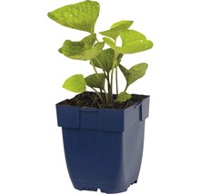 Kaukasisk förgätmigej FLORASELF Brunnera macrophylla 5-15cm co 0,5L