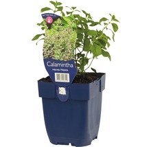Stenkyndel FLORASELF Calamintha nepeta Co 0,5L