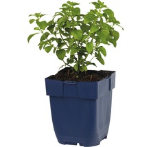 Stenkyndel FLORASELF Calamintha nepeta Co 0,5L