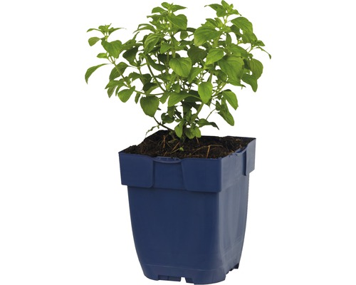 Salvia planta i kruka