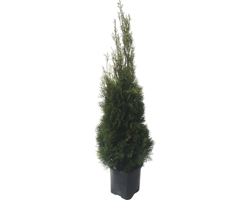 Thuja i kruka