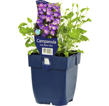 Liten karpaterklocka FLORASELF Campanula carpatica 'Blaue Clips' 5-20cm Co 0,5L