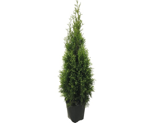 Thuja FLORASELF Thuja occidentalis Smaragd 125-150cm ClickCo