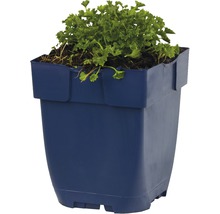 Blomkruka med växt